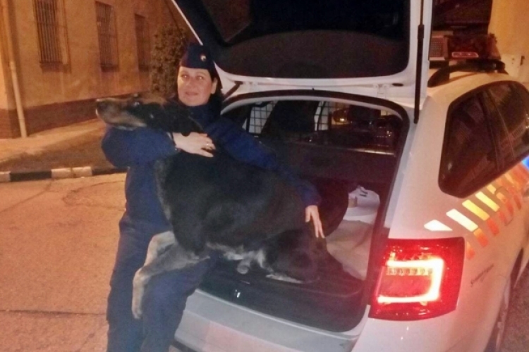 Rendőrségen jelentkezett az elkóborolt kutya 