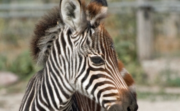 Újabb kis lakója lett a Veszprémi Állatkertnek - zebracsődör született!