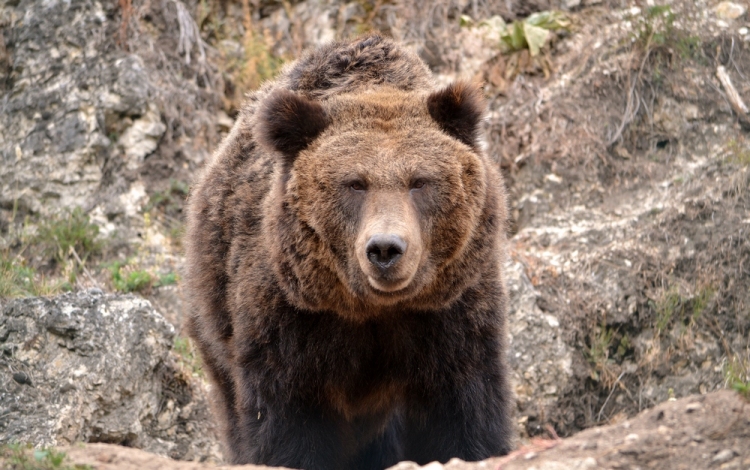 Jeges gyümölccsel hűsölnek a medvék a veszprémi állatkertben
